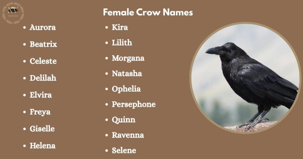 Female Crow Names