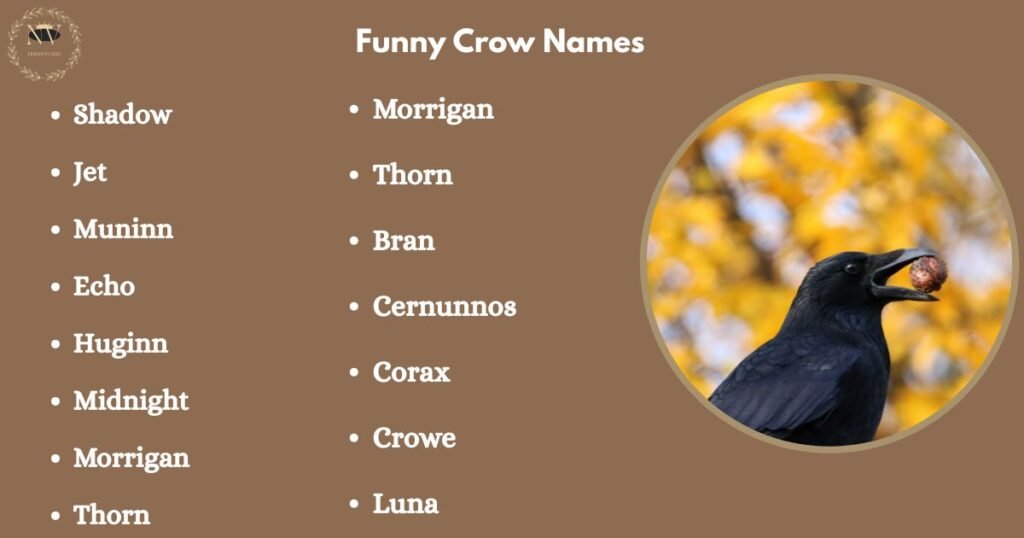 Funny Crow Names