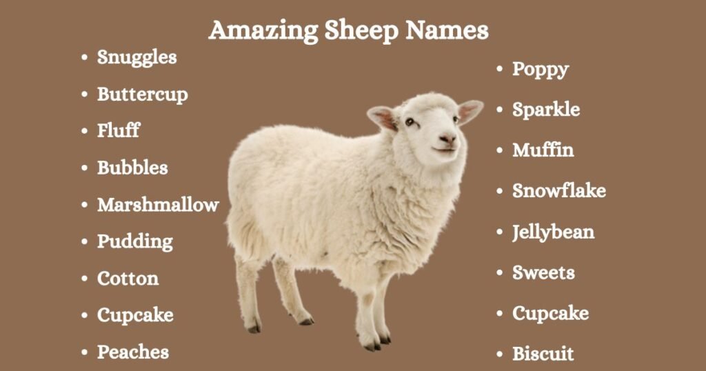 Amazing Sheep Names