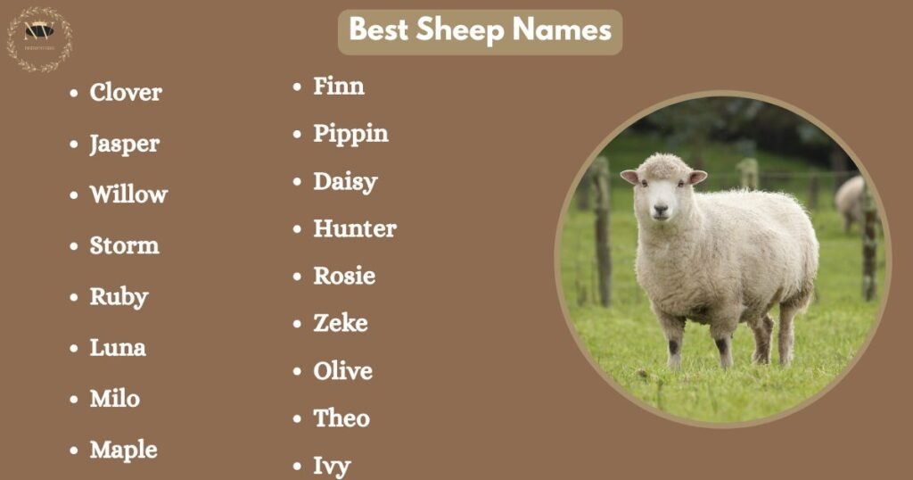 Best Sheep Names