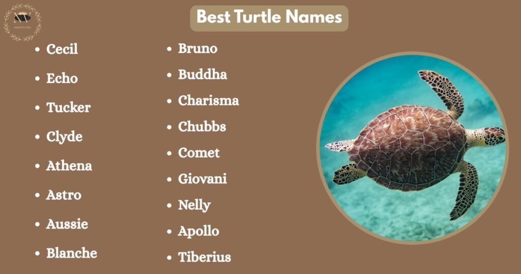 Best Turtle Names