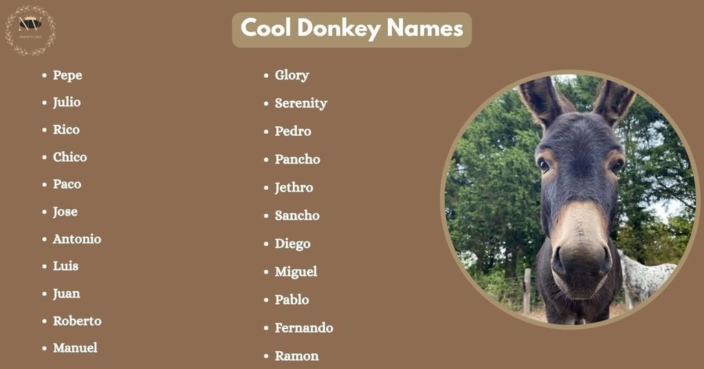 Cool Donkey Names
