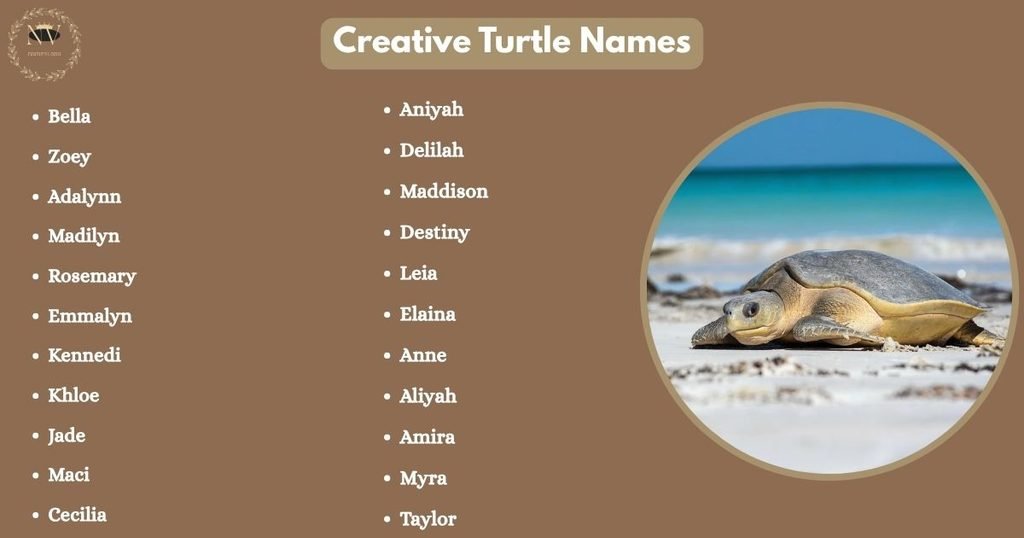 Creative Turtle Names