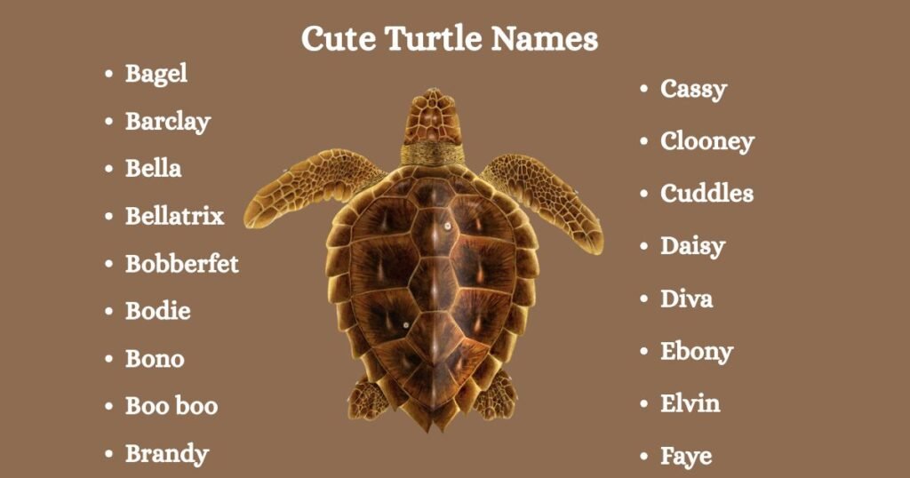 Cute Turtle Names