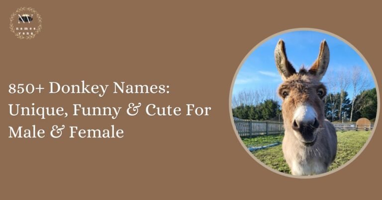 Donkey Names