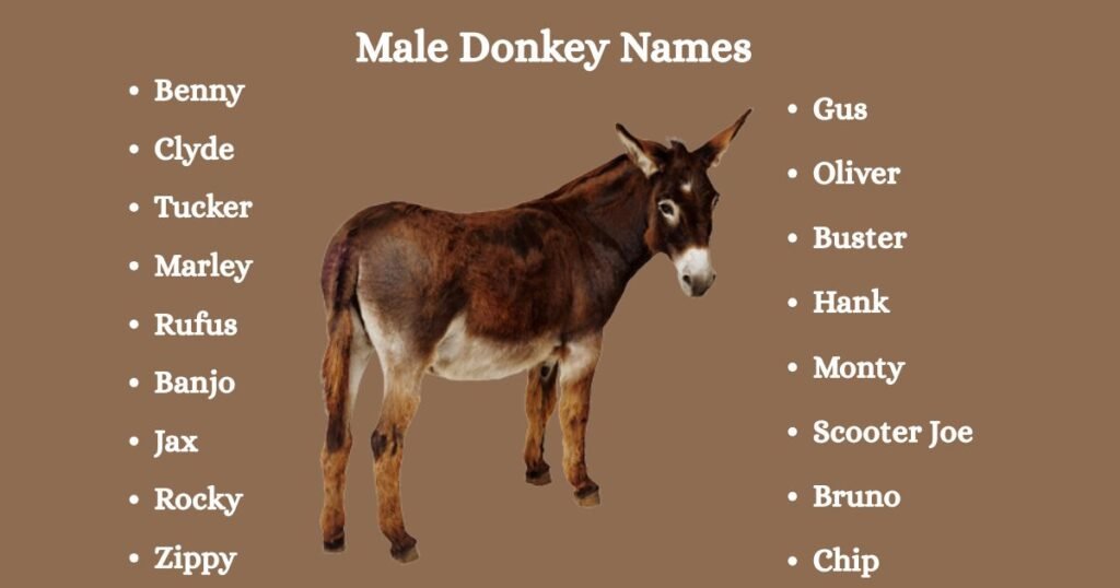 Male Donkey Names