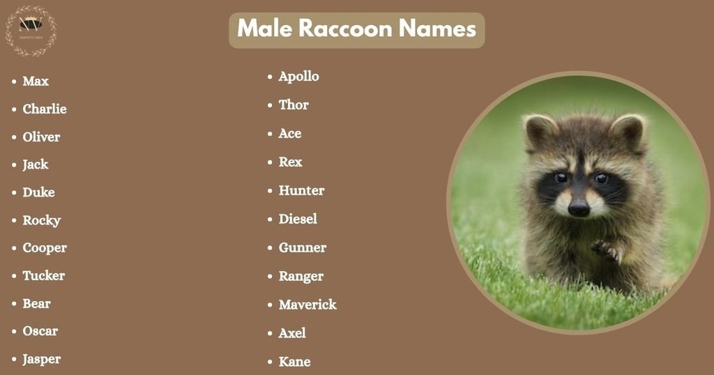 Male Raccoon Names