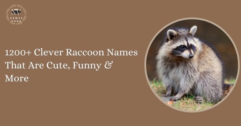 Raccoon Names