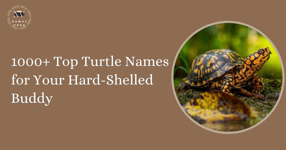 Turtle Names