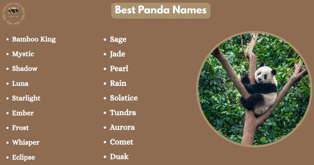 Best Panda Names