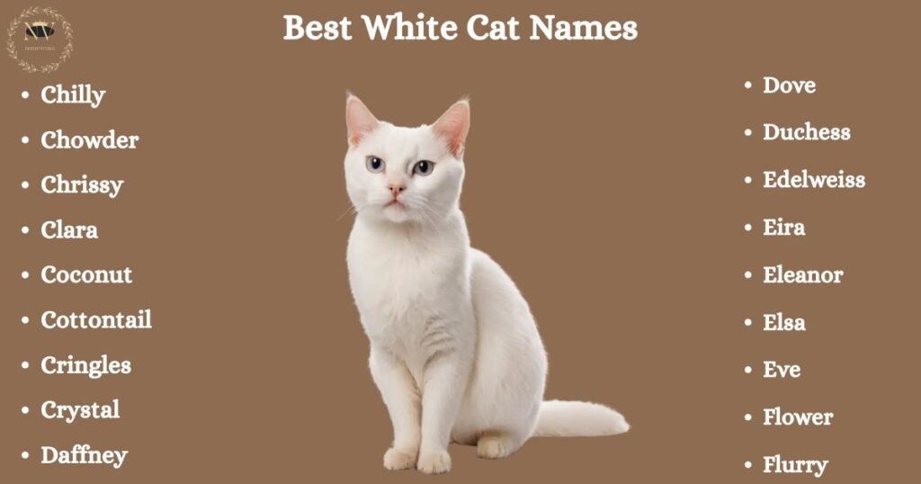 Best White Cat Names