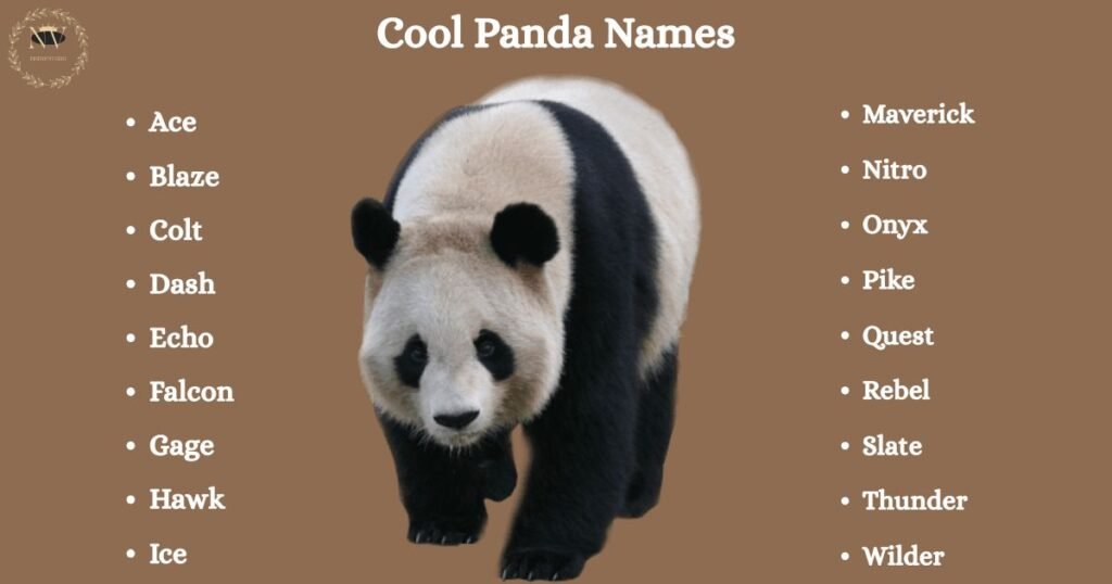 Cool Panda Names