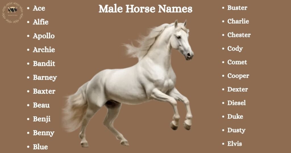 Male Horse Names