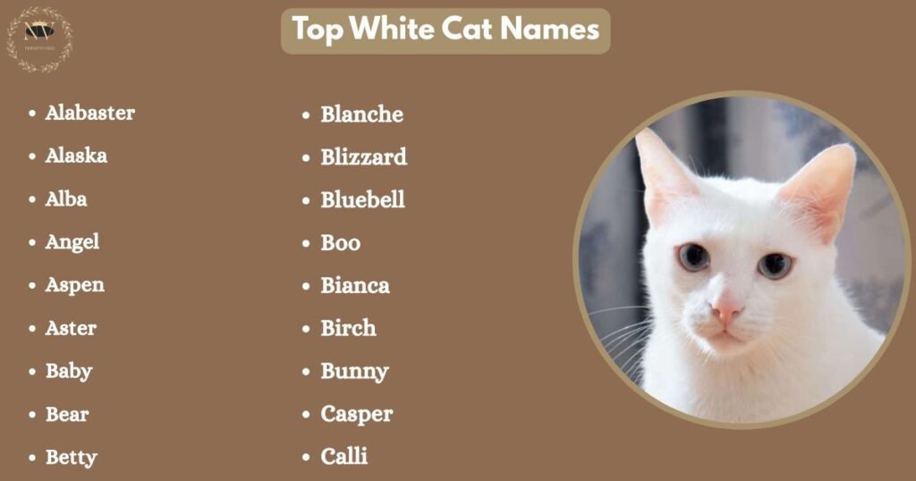 Top White Cat Names