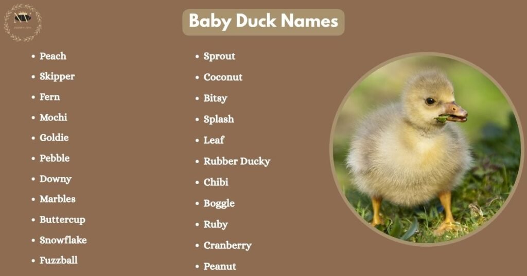 Baby Duck Names