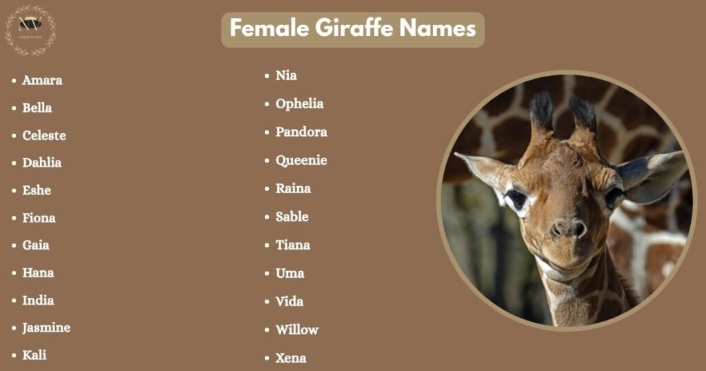 Female Giraffe Names