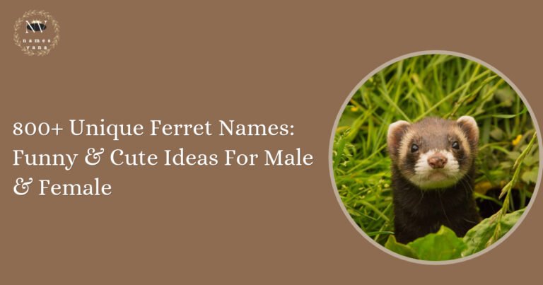 Ferret Names