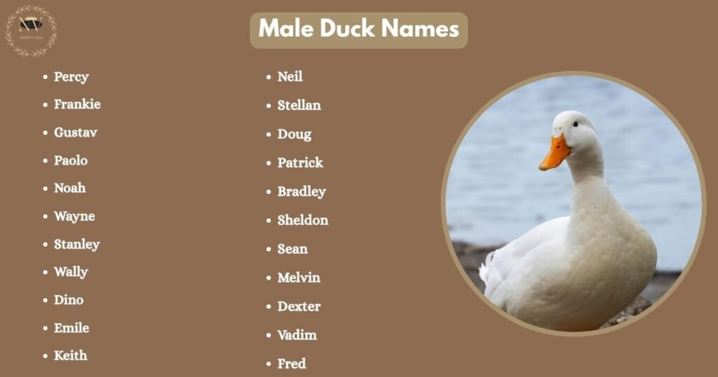 Male Duck Names